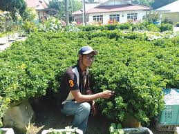 Resepi salad bayam brazil ini simple saja. Berkebun Waktu Malam