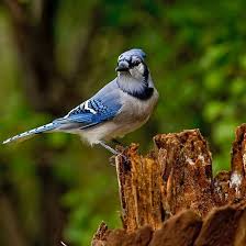 Blue Jay On Stump Ottawa Ontario By Michael Cummings Blue Jay Beautiful Birds Bird Photo