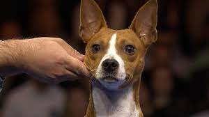 Her dad was a blue merle chihuahua, which his merle gene was passed down to zoey. Rat Terrier 2019 National Dog Show Terrier Group Nbc Sports
