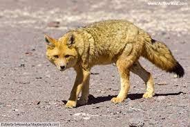 See full list on animals.net Animals That Start With Z List Of Amazing Animals Beginning With Z