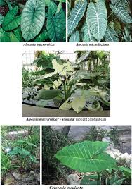 Image result for Synsepalum muelleri