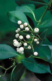 Image result for Psychotria articulata