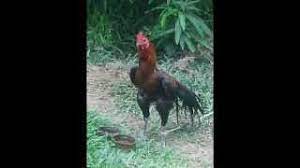 Maybe you would like to learn more about one of these? Aseel For Sale In Tamilnadu 07 2021