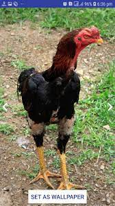 Check spelling or type a new query. Asil Wallpaper Aseel Murga Wallpaper Chicken Walls For Android Apk Download