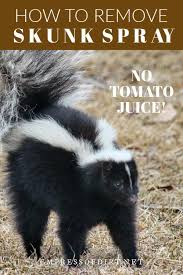 How To Remove Skunk Spray No Not With Tomato Juice Empress Of Dirt Skunk Spray Skunk Spray Remedy Getting Rid Of Skunks