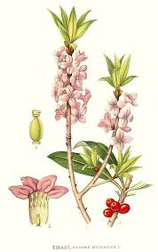 Image result for Daphne mezereum