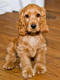 Dog Breeds Cocker Spaniel Puppies English Cocker Photographic Print Philippe Hugonnard Allposters Com Spaniel Puppies Cocker Spaniel Puppies English Cocker Spaniel Puppies