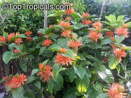 Image result for Justicia australis