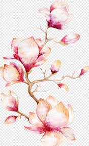Check spelling or type a new query. Acquerello Che Dipinge Il Fiore Della Magnolia L Albero Di Orchidea Illustrationb Rosa Dei Fiori Fiorire Ramo Png Pngegg