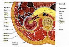 Pcl Group D Anatomy And Physiology Of The Kidneys And Nephron Physiology Anatomy Anatomy And Physiology