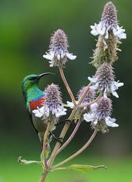 Image result for Pycnostachys reticulata