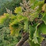 Image result for Tetradenia urticifolia