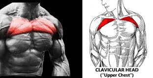 The decline push ups are intermediate to advanced hard pushup for both males and females. Are Decline Push Ups More Effective Shaping The Chest Area Quora