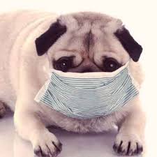 Using Rimadyl Carprofen For Dogs Com