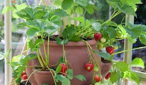 9 incroyables facons de faire pousser les fraises a la verticale en hauteur en pot etc cultiver des fraises culture des legumes fraisier plante