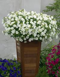 Find plants you love and create idea boards for all your projects. Surfinia Impulz White The No 1 Petunia Brand Colors Your City