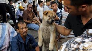 Gǒu doggy, pooch, doggie, hound, mutt. China Yulin Dog Meat Festival Under Way Despite Outrage Bbc News