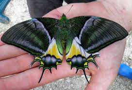Top 10 Rare Or Endangered Butterflies Butterfly Species Beautiful Butterflies Butterfly