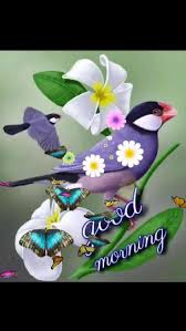 Dena chambers (witterdena)