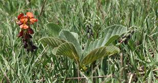 Image result for Eriosema cordatum