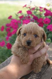 Bri Poodle Mix Puppy For Sale In Port Royal Pa Lancaster Puppies Poodle Mix Puppies Cute Dogs Poodle Mix