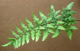 Image result for Cheilanthes viridis