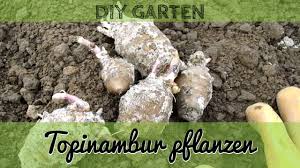 Jahrhundert gelangte topinambur ( helianthus tuberosus ), auch jerusalem artischocke wir erklären schritt für schritt, wie sie topinambur im garten selbst anbauen und kultivieren können. Topinambur Pflanzen Anbau Von Topinambur Im Eigenen Garten Youtube
