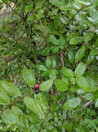 Image result for Rytigynia sp. G