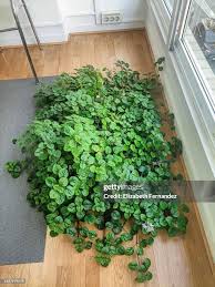 Image result for Plectranthus verticillatus