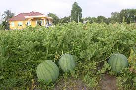 Buah tembikai berbentuk bulat atau lonjong (oblong). Tembikai Sumber Rezeki Agro Malaysia