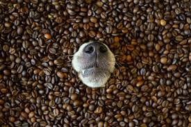 Just dry your eggshells out then grind them in a clean coffee grinder until. Dogs Drinking Coffee A Habit Your Dog Should Give Up Ollie Blog