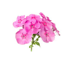 Sie können in unserem online shop ihr neues gartenhaus günstig kaufen. Gartenbedarf Kaufen Ihr Gartenshop Von Mein Schoner Garten