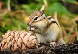 Check spelling or type a new query. Best Chipmunk Poisons Updated For 2021 Pests Org