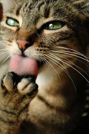 Login On Twitter Pretty Cats Animals Cute Animals