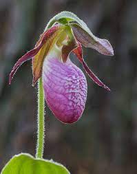 Pink Ladies Slipper Pink Lady Slipper Luxury Flower Bouquets Pink Ladies