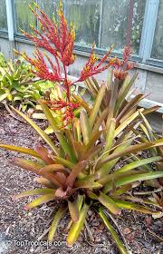 Image result for Aechmea