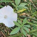 Image result for Ipomoea hochstetteri