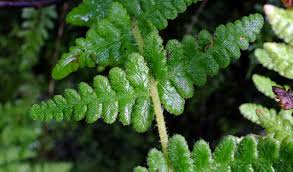 Image result for Woodsiaceae