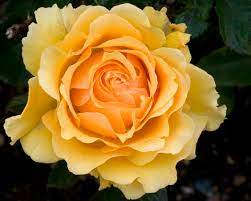 rose amber queen rose types of roses flowers