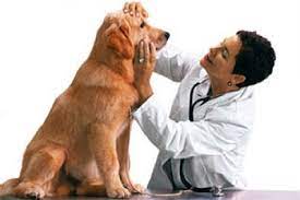 Please tell us how we can service your pet. Veterinary Hospitals In Vijayawada Pet Clinics In Vijayawada