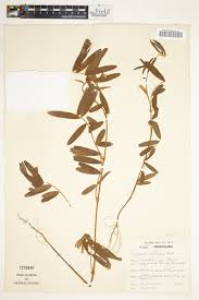 Image result for Tephrosia nana