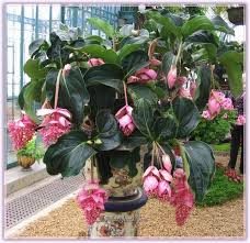 Medinilla Magnifica Medine Gulu Yetistirilmesi Bakimi Cogaltilmasi Forum Gercek Saksi Bitkileri Saksi Bahceciligi Bitki