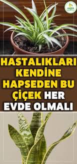 Ancak bu bitkilerin bakımları o kadar da kolay değildir. Bitkiler Icin 460 Fikir Bitki Saksi Bitkileri Bahce Bitkileri