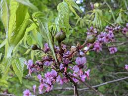 Image result for Sapindaceae