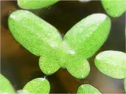 Image result for Lemna