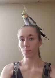 Missing cockatiel in Chaska, Minnesota. Her name is Goggles.