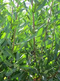 Image result for Myrica