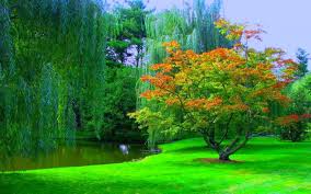 You can download them for free and use them as wallpaper and background images for your smart phones. Download Beautiful Nature Wallpapers For Desktop Latest Wallpaper Hd Nature 960x600 Download Hd Wallpaper Wallpapertip