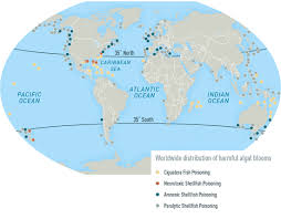 Image result for Amnesic Shellfish Poisoning