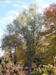 Image result for Cryptosepalum exfoliatum